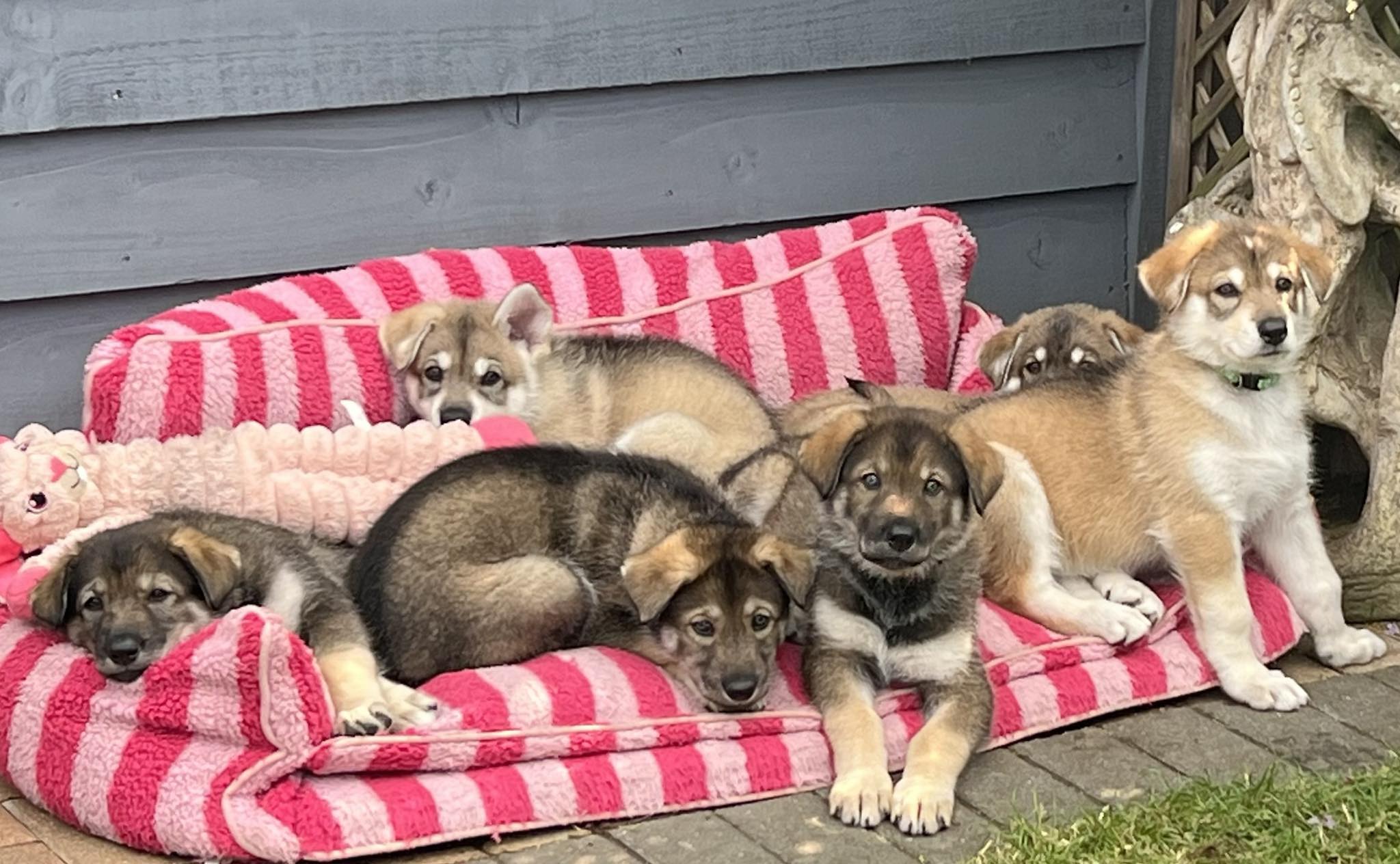 Puppies from past litter
